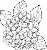 Hydrangea Hortensien sketch template