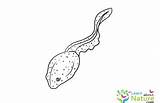 Coloring Tadpole Tadpoles Pages Category sketch template