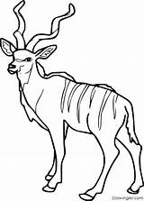 Kudu Coloring Pages sketch template