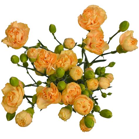 mini carnation yellow stems weddings
