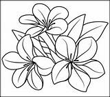 Plumeria Coloring Getdrawings Flower Printable sketch template