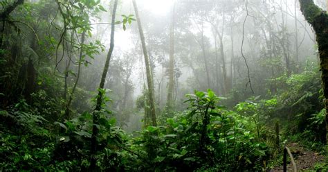 amazon rainforest produces  percent   worlds oxygen supply spoofun