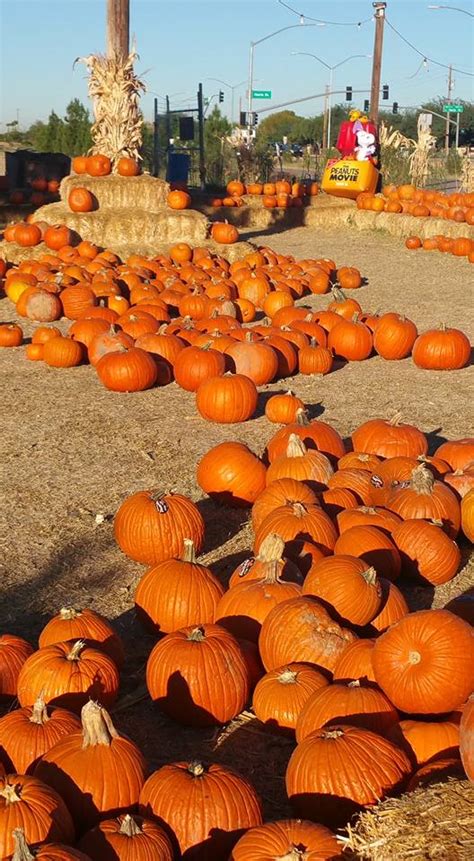 11 Pumpkin Patches To Visit In Arizona