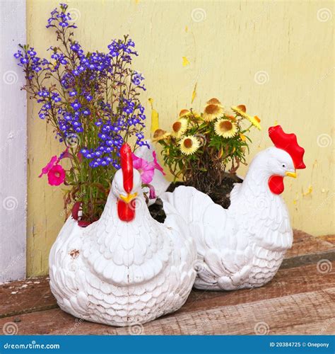 chicken flowers royalty  stock photo image