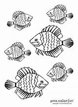 Fish Tropical Coloring Pages Bahamas Color Getdrawings Print sketch template