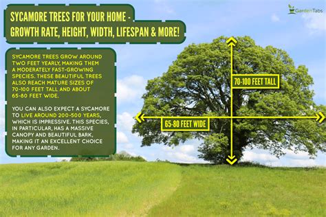 sycamore trees   home growth rate height width lifespan