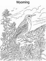 Coloring Pages Hard Really Wyoming State Bird Popular Stone Print Fox sketch template