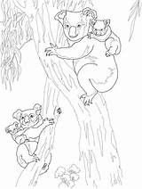 Koala Coloring Pages Babies Koalas Moms Tree Baby Printable Kids Back Bear Eucalyptus Drawing Mother Template sketch template