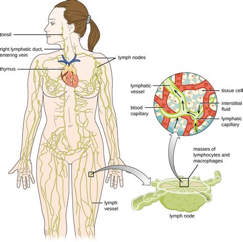 20 1 Anatomy Of The Circulatory And Lymphatic Systems – Allied Health