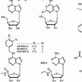 Adenosine Receptor Molecule Positions Receptors Antagonists Xanthine sketch template