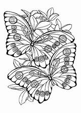 Kleurplaat Vlinder Downloaden sketch template