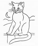 Coloring Pages Cats Big Popular sketch template