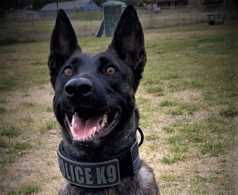 Ypds K9 Luna To Get A Donation Of Body Armor Siskiyou News
