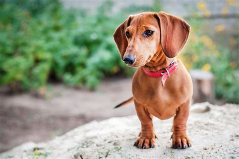 dachshund miniature  standard  love dachshunds