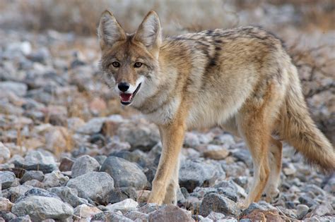 coyote hunting tips  thompson game calls
