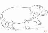 Nilpferd Hippo Hippopotame Ippopotami Hipopotamo Hippopotamus Desenhar Dessiner Supercoloring Hippopotames Mammiferi sketch template