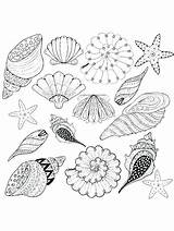 Mollusks Bodied Aquatic Shellfish Soft Clam Mollusk sketch template