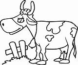 Cow Coloring Krowa Mewarnai Sapi Kuh Gambar Vacas Kolorowanki Malvorlagen Colorare Vaca Druku Kolorowanka Disegni Colorear Krówka Krowy Ausmalbild Mucca sketch template