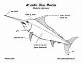Marlin Coloring Blue Parts Body Diagram Atlantic Pages Coloringbay sketch template