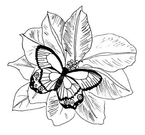 flowers  butterflies coloring pages coloring home