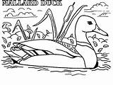 Coloring Duck Mallard Pages Meme Color Wood Drawing Actual Advice Dog Hunting Coon Printable Ducks Getcolorings Ducklings Way Bike Make sketch template
