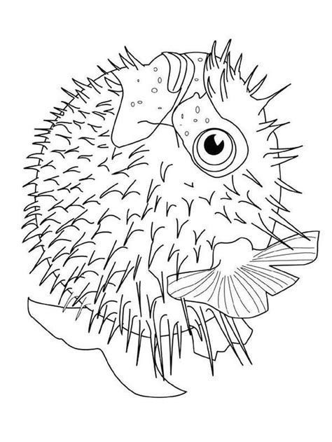 puffer fish coloring pages     puffer fish puffer fish