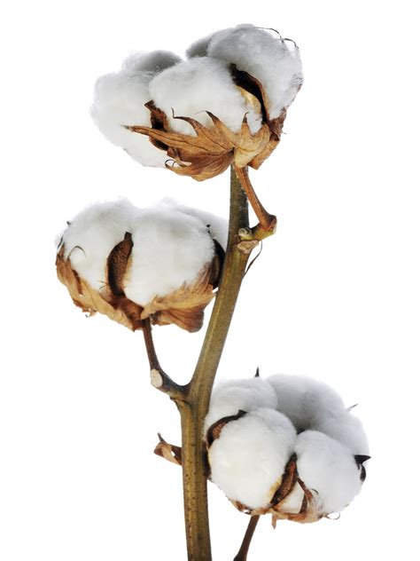 cotton stems wholesale metropolitan wholesale bulk metropolitan wholesale