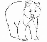 Bear Grizzly Coloring Polar Pages Young Face Bears Drawing Color Template sketch template