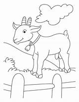 Goat Cabras Goats Koza Ziege Fazenda Kolorowanki Cabra Atividades Kolorowanka Kozy Pygmy Druku Procoloring Kambing Uma Hircus Capra Carneirinhos Ovelha sketch template