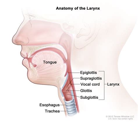 Esophageal Atresia Tracheoesophageal Fistula Medlineplus Genetics