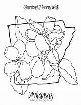 Arkansas Blossom Minnesota Gcssi sketch template