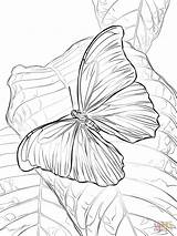 Butterfly Coloring Morpho Blue Pages Giant Printable Drawing sketch template