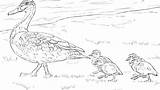 Mallard Duck Getdrawings Drawing sketch template