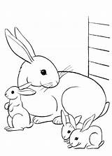 Conigli Coniglio Pianetabambini Animali Versione Rabbit sketch template