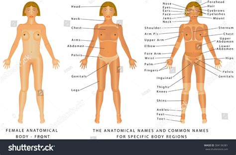 female body front surface anatomy human body shapes anterior view