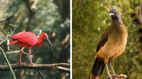 national birds  scarlet ibis   cocrico  desha academy