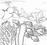 Coral Reef Drawing Ecosystem Coloring Barrier Great Pencil Ocean Drawings Underwater Sea Pages Clipart Draw Sketch Printable Fish Template Cliparts sketch template