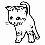 Kucing Mewarnai Gatto Halaman Seconds Healths Dicetak Percuma Boleh Talian sketch template