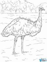 Emu Coloring Pages Realistic Colouring Australian Printable Bird Drawing Parakeet Animal Sketch Super Template Supercoloring Animals Australia Templates Angel Print sketch template