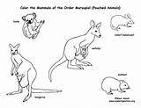Marsupials Mammals Kangaroos Pouched Koalas Sponsors Etc Coloringnature sketch template