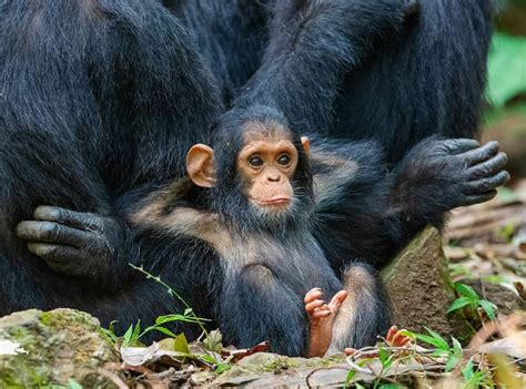 chilling baby chimpanzee reyebleach