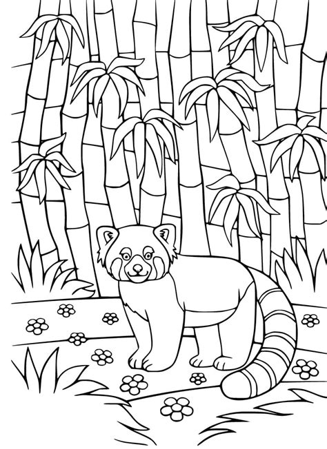red panda  bamboo forest coloring page  printable coloring
