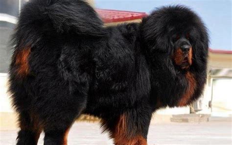 tibetan mastiff dog breed information