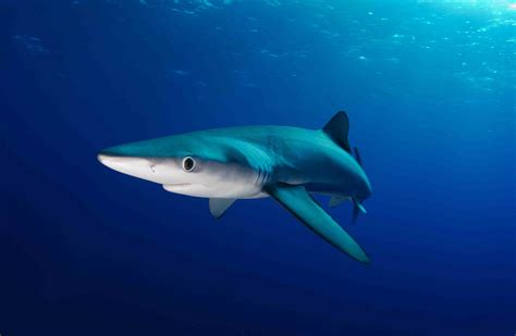 list  shark species  facts