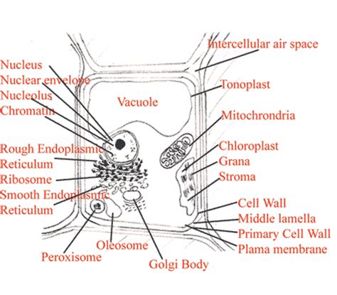 plant cell diagram labeled diagram   plant cell  descriptions  key organelles