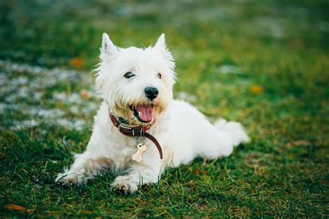 west highland white terrier dog breed information images characteristics health
