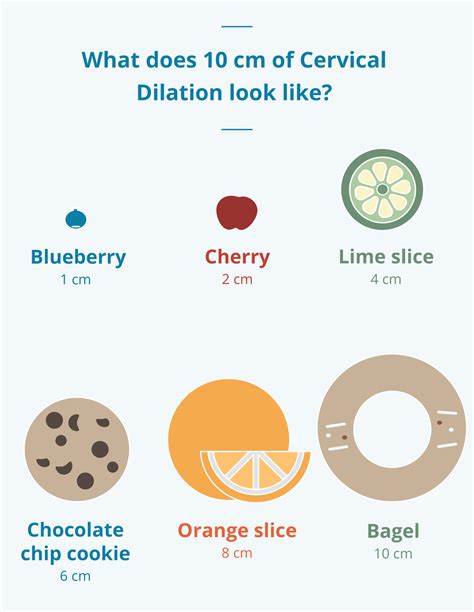 cervix dilation chart stages  labor