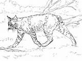 Bobcat Coloring Realistic Crouching sketch template