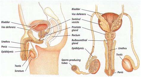 Male Reproduction System [1] Download Scientific Diagram