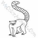 Lemur Tailed Ring Draw Drawing Coloring Pages Easy Paintingvalley Drawings Click Getdrawings Tutorial Print sketch template